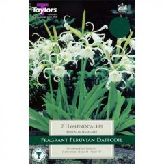 Hymenocallis Festalis (Ismene)