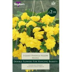 Begonia Giant Pendula Yellow