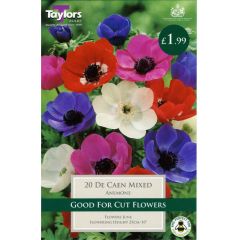 Anemone De Caen Mixed