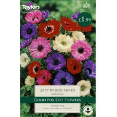 Anemone St. Brigid Mix