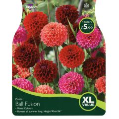 Dahlia Ball Fusion (Mix)