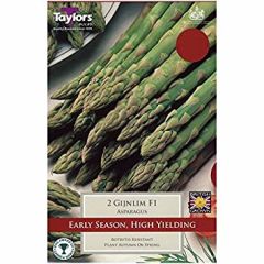 Asparagus Gijnlim F1 Hybrid