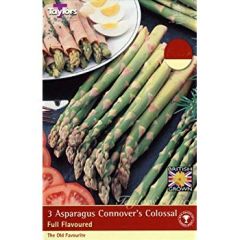Asparagus Connovers Colossal