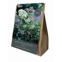 Taylor's Bulbs Agapanthus Collection
