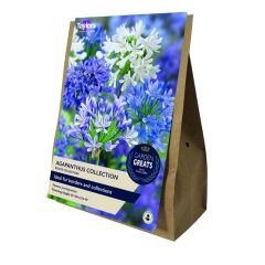 Taylor's Bulbs Garden Greats Agapanthus Collection