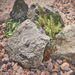 Altico Fern Green Rockery