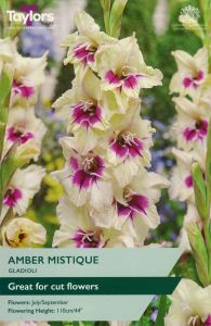 Taylor's Bulbs Gladioli Amber Mistique