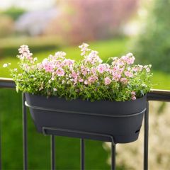 Elho Vibia Campana Trough Allin1 50cm Anthracite