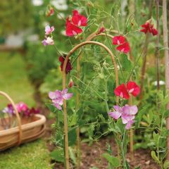 Westland Grow-It  Bamboo Hoops 150cm 59" 3pk 