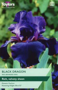 Taylor's Bulbs Iris Black Dragon