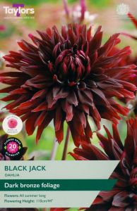 Dahlia Black Jack - Taylor's Bulbs
