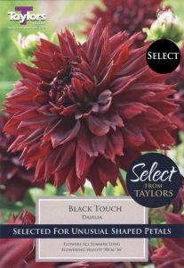 Dahlia Black Touch - Taylors Bulbs