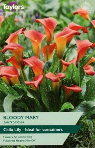 Taylor's Bulbs Zantedeschia Bloody Mary