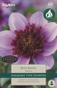 Blue Bayou Dahlia