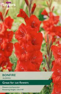 Taylors Bulbs Gladioli Bonfire