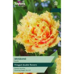 Taylors Bulbs Tulip Brisbane