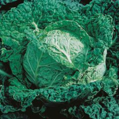 Cabbage Savoy King F1 Seeds - Mr Fothergills