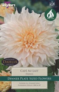 Dahlia Cafe Au Lait