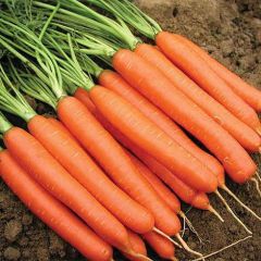 Carrot Romance - Thompson & Morgan