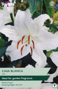 Taylor's Bulbs Lily Casa Blanca