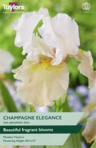 Taylor's Bulbs Iris Champagne Elegance