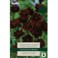 Cosmos atrosanguineus