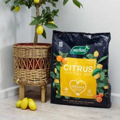 Westland Citrus Potting Mix Peat Free 10L