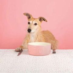 Scruffs Classic Food Bowl - 13cm Pink