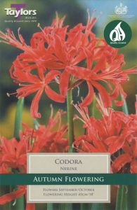 Nerine Codora