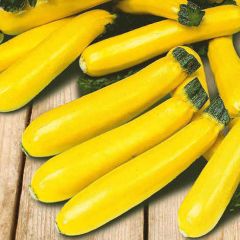 Courgette Soleil F1 Seeds- Mr Fothergills