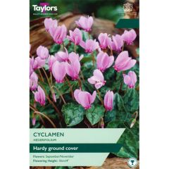 Taylors Bulbs Cyclamen hederifolium