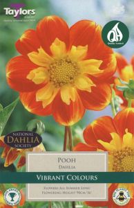 Dahlia Pooh