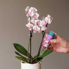 Westland Orchid Droplet Feeder