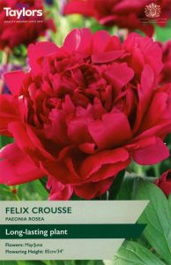 Taylor's Bulbs Paeonia Rosea Felix Crousse