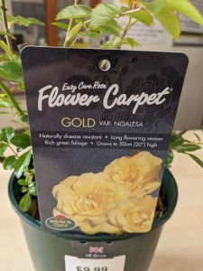 Flower Carpet Rose Gold 3l