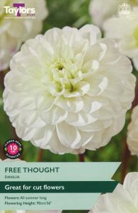 DAHLIA FREE THOUGHT