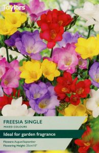 Taylor's Bulbs Freesias Single Mixed Colours