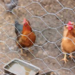 Gardman Galvanised Wire Netting 10x0.6m 25mm²