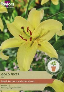 Taylor's Bulbs Lily Gold Fever