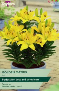 Taylor's Bulbs Lily Golden Matrix