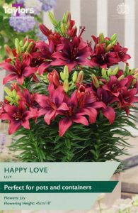 Taylor's Bulbs Lily Happy Love
