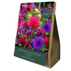 Taylor's Bulbs Hot Dahlia Collection