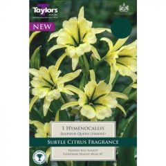 Hymenocallis Sulphur Queen (Ismene)