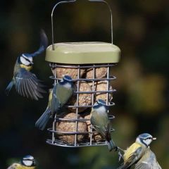 Jacobi Jayne Premium Suet Feeder Green