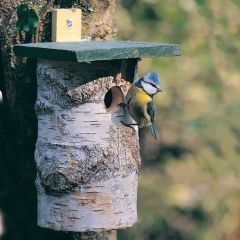 National Trust Birch log Nest Box 32mm Hole