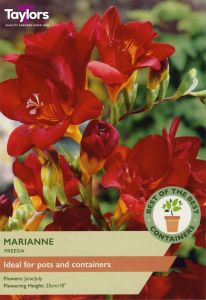 Taylor's Bulbs Freesia Marianne