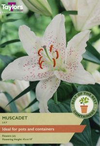 Taylor's Bulbs Lily Muscadet