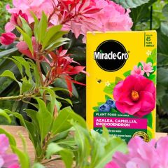 Miracle-Gro Azalea, Camellia &amp; Rhododendron 1kg
