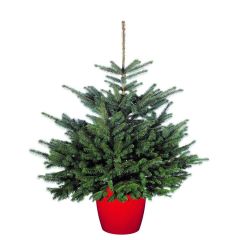 Needlefresh Blue Spruce Pot Grown Christmas Tree 80/100cm