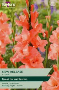 Taylor's Bulbs Gladioli New Release